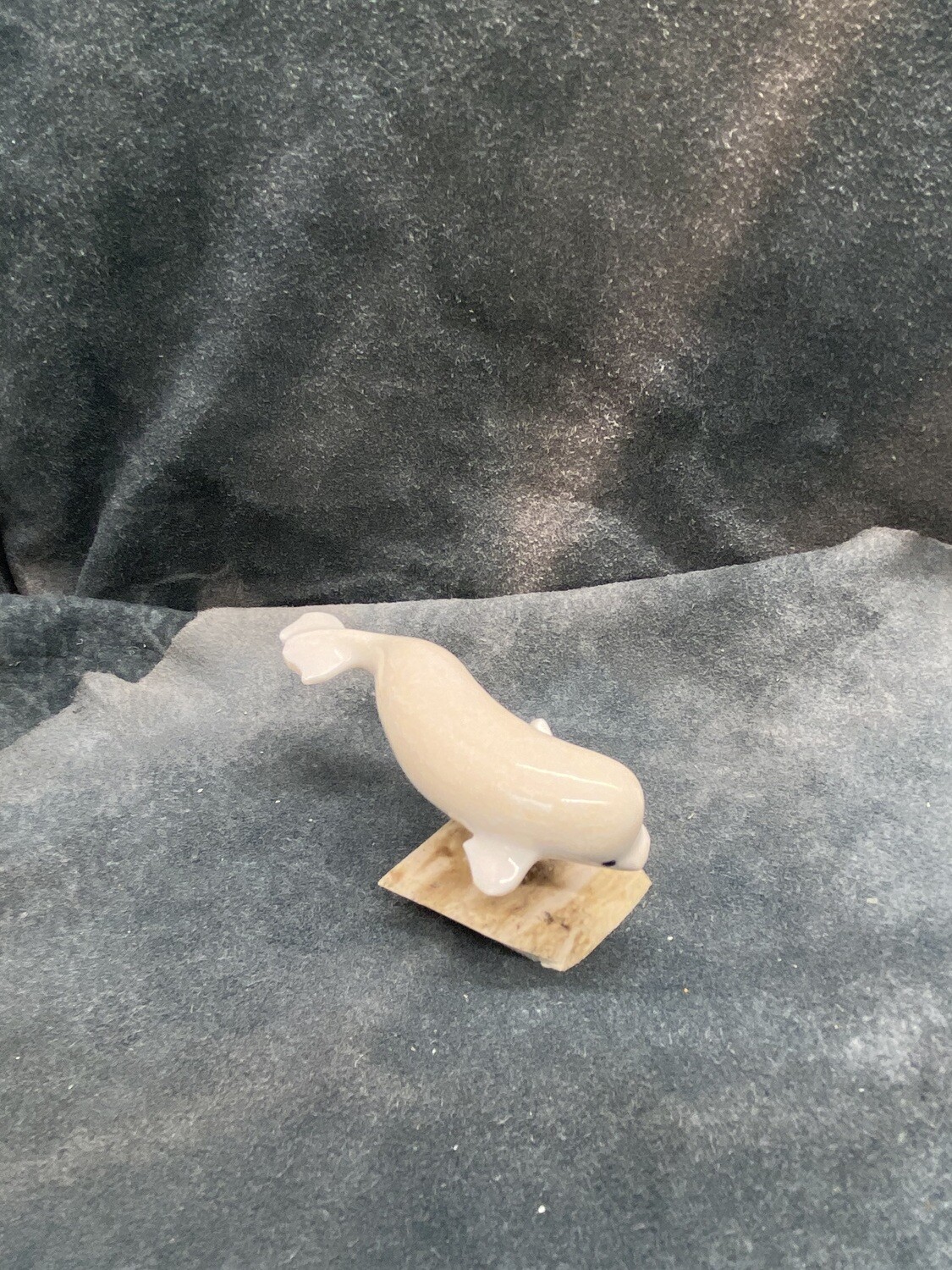 Beluga Whale