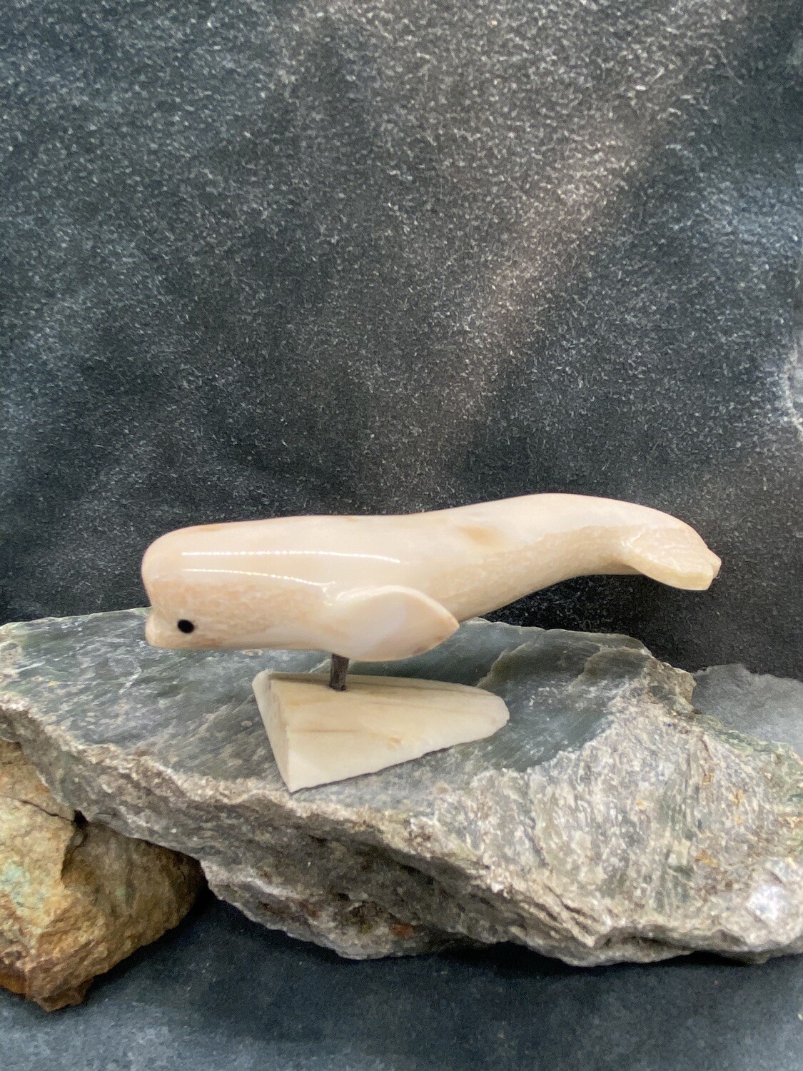 Beluga Whale