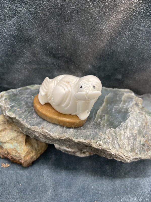 Playful Walrus