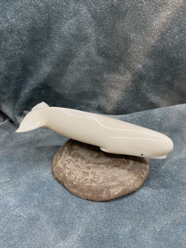 Beluga Whale