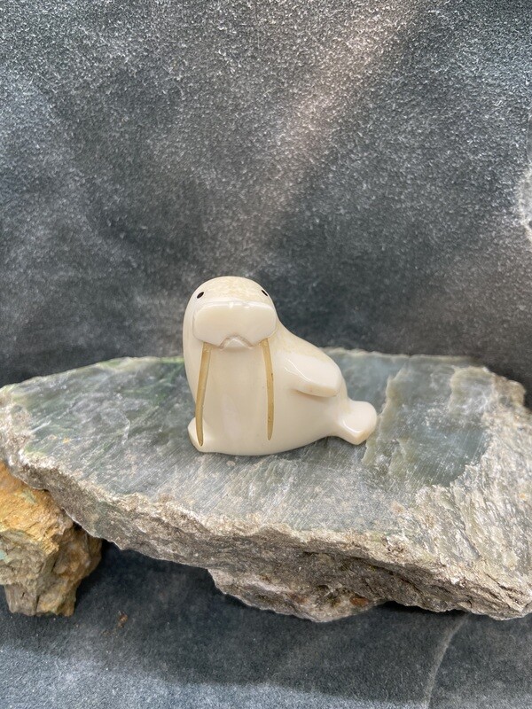 Walrus
