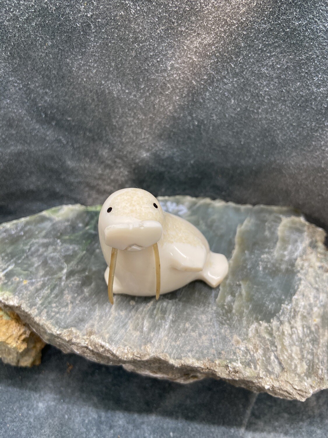 Walrus
