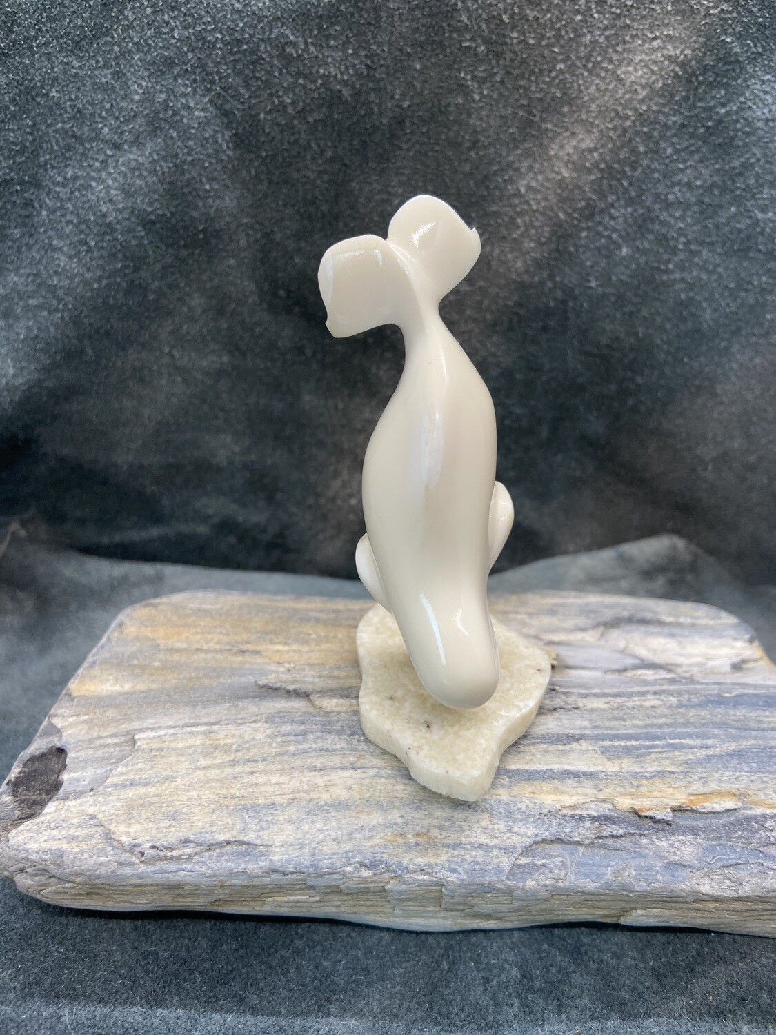 Diving Beluga Whale