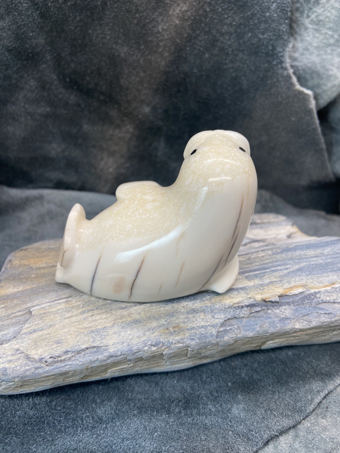 Walrus