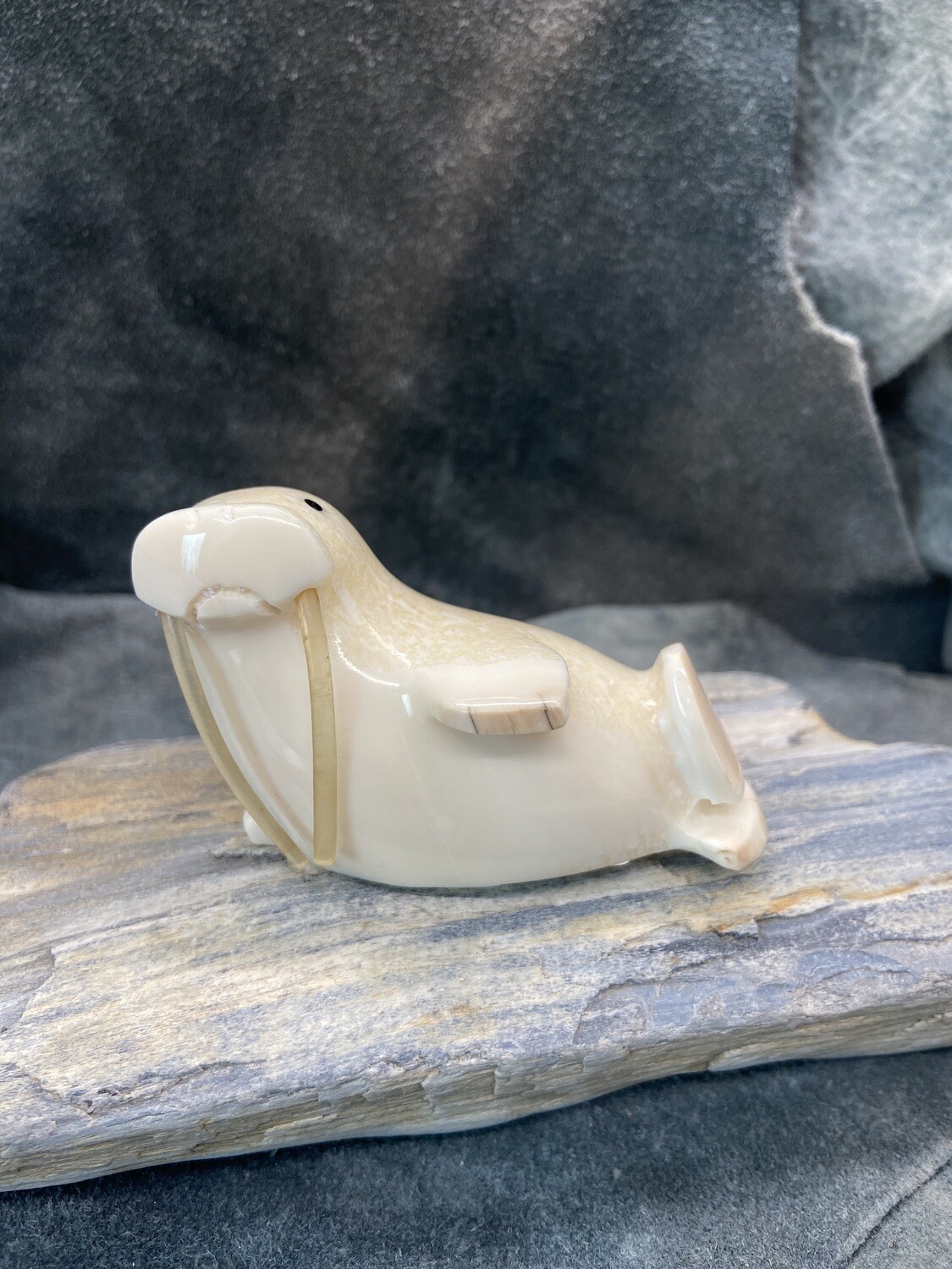 Walrus