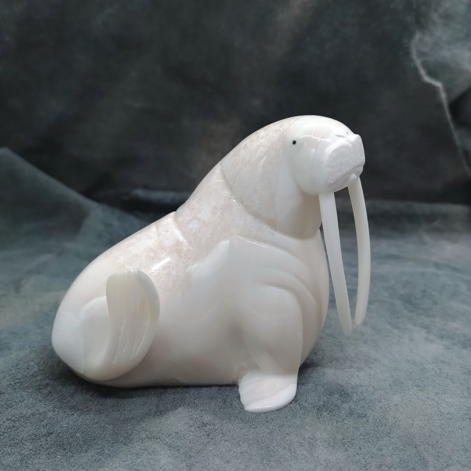Polished Walrus