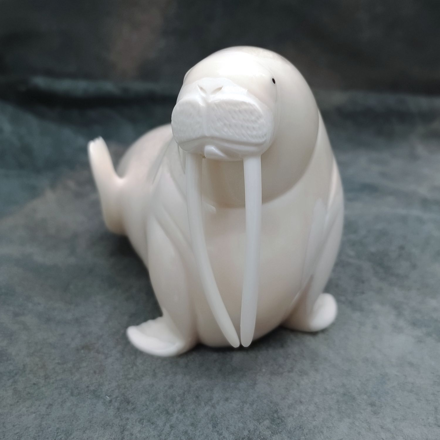 Polished Walrus