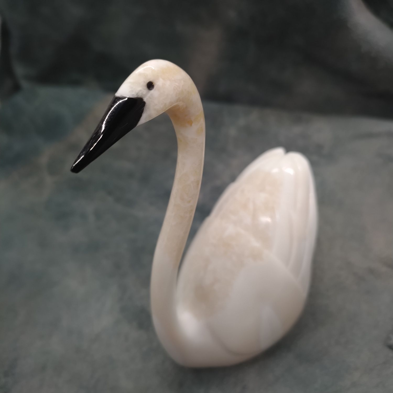 Swan
