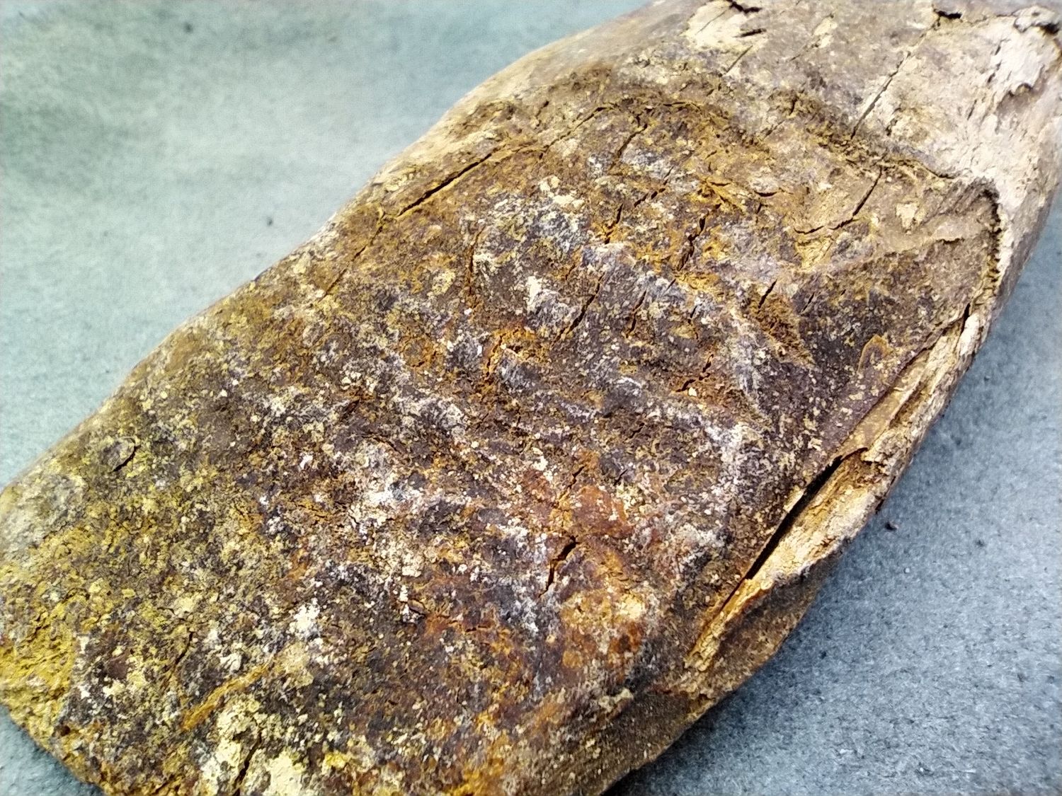 Lot 1: Fossil Walrus Ivory 