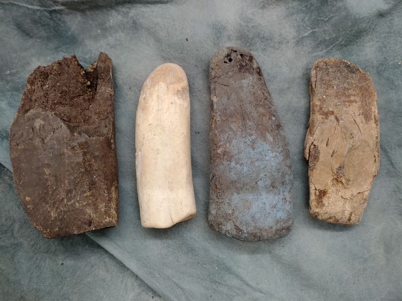 Lot 1: Fossil Walrus Ivory 