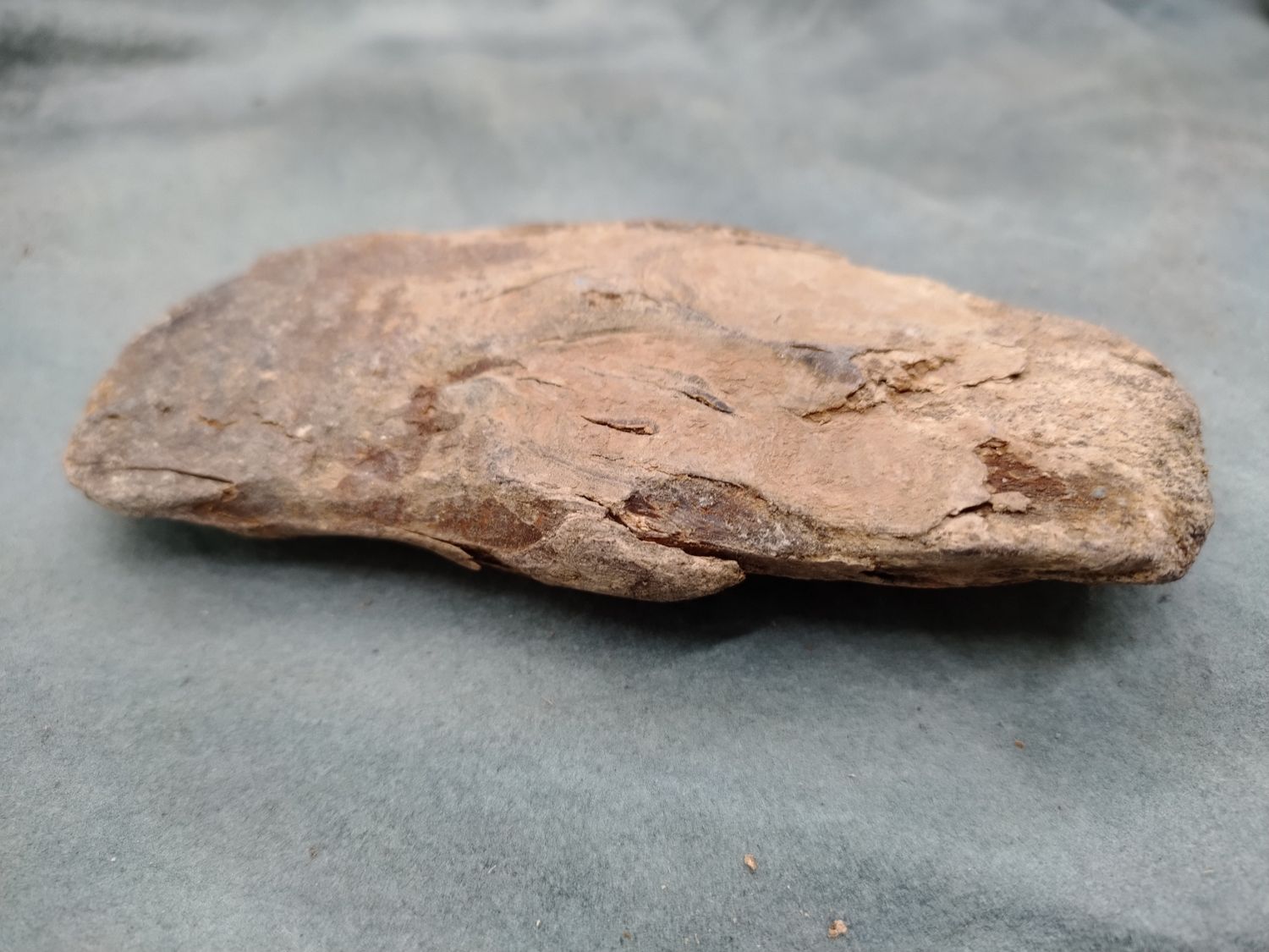 Lot 1: Fossil Walrus Ivory 