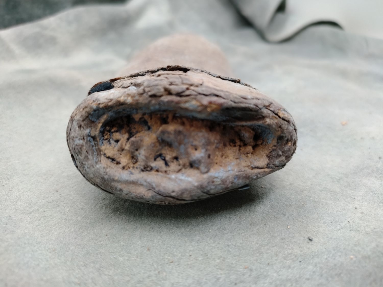 Lot 1: Fossil Walrus Ivory 