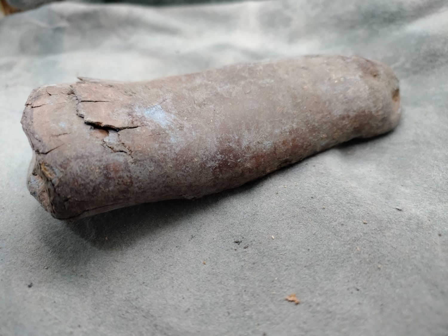 Lot 1: Fossil Walrus Ivory 