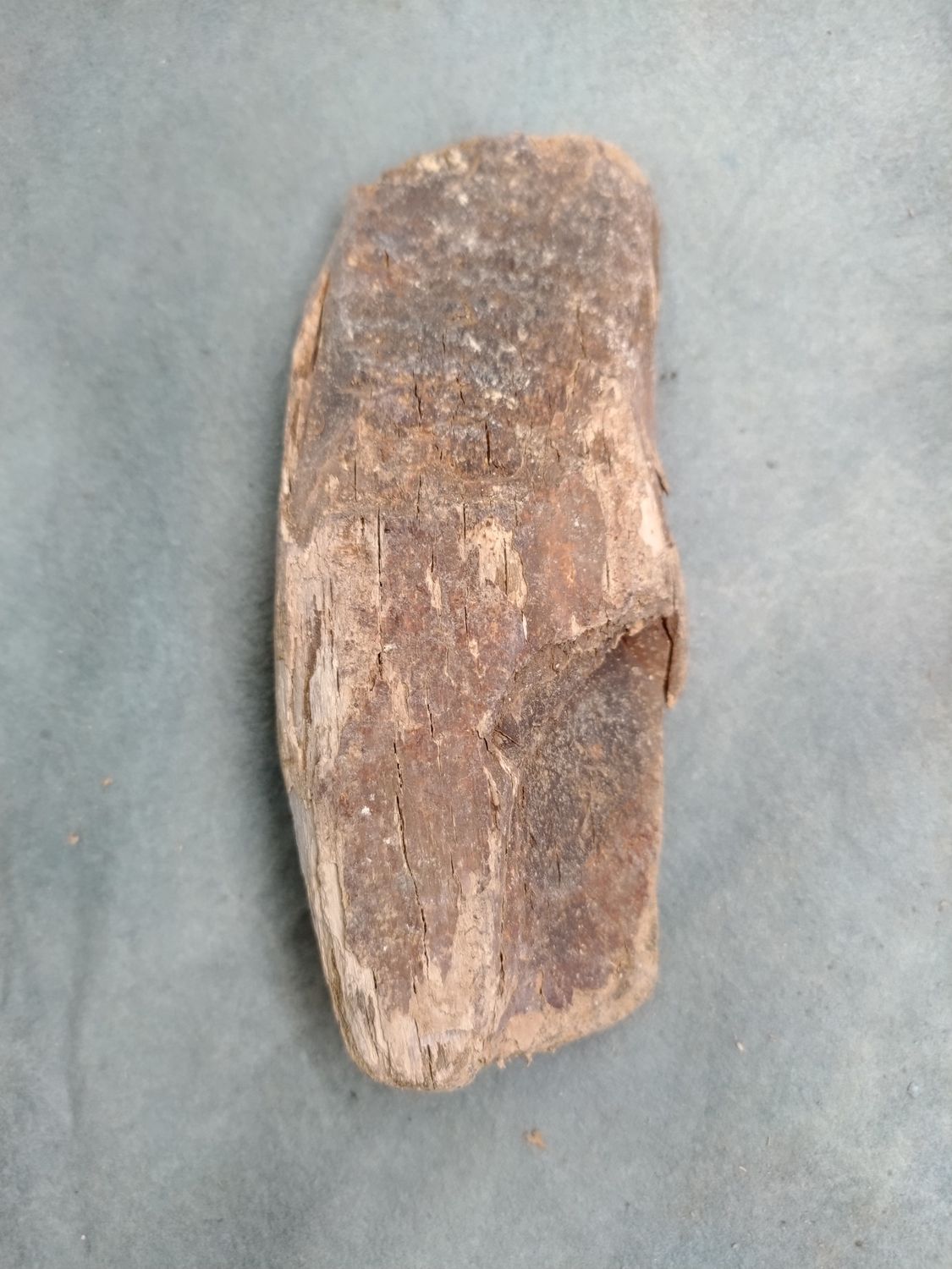 Lot 1: Fossil Walrus Ivory 