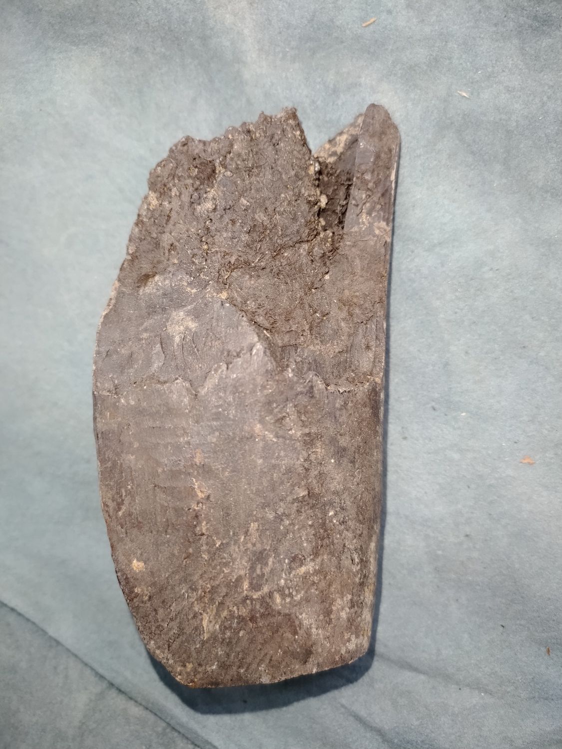Lot 1: Fossil Walrus Ivory 