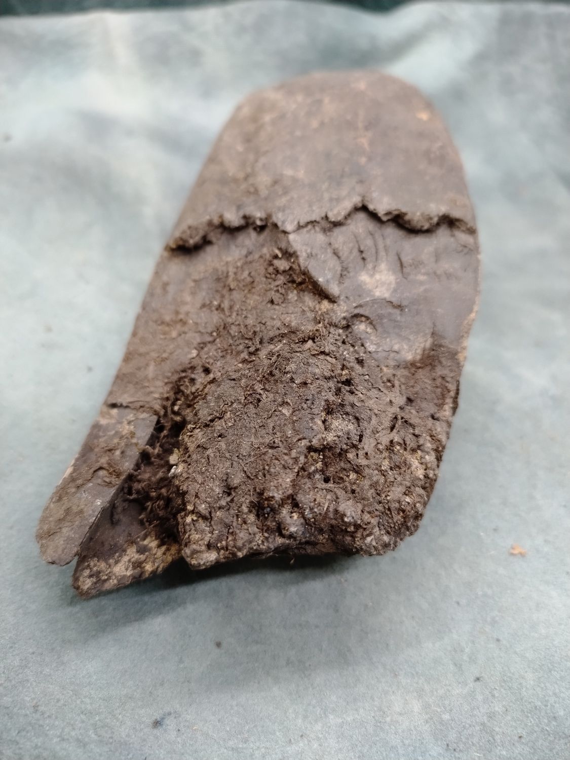 Lot 1: Fossil Walrus Ivory 
