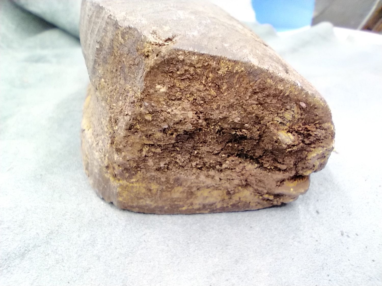 Lot 1: Fossil Walrus Ivory 
