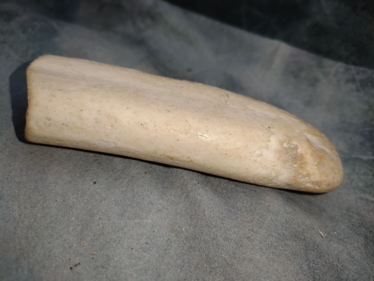 Lot 1: Fossil Walrus Ivory 