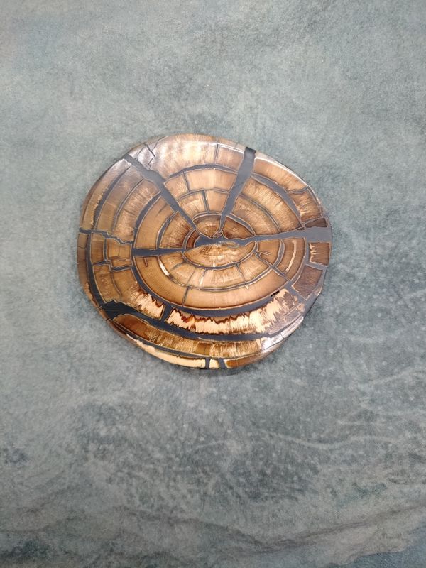 Mammoth Ivory Cross Section 