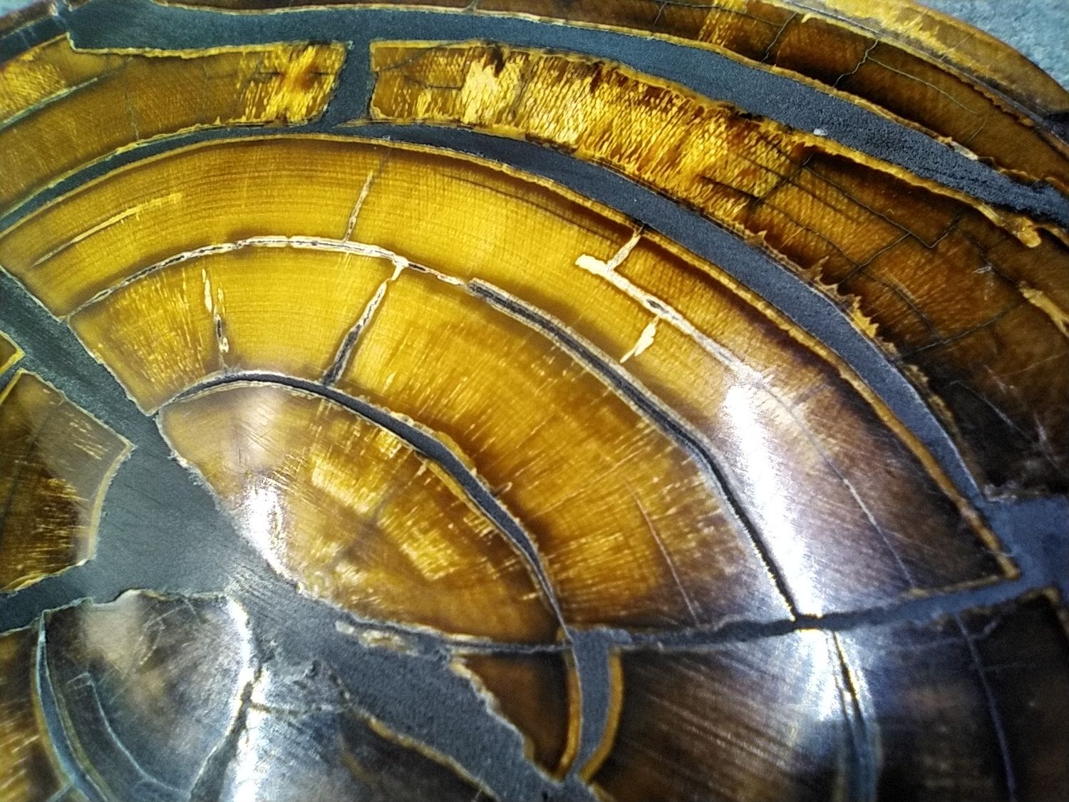 Mammoth Ivory Cross Section 