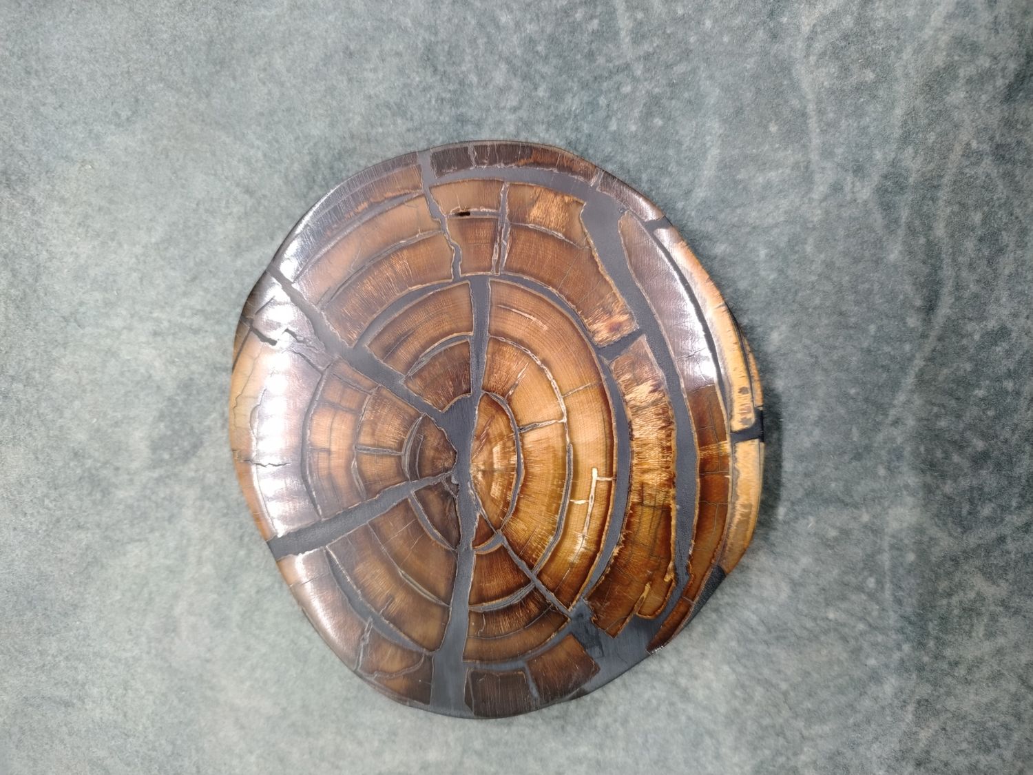 Mammoth Ivory Cross Section 