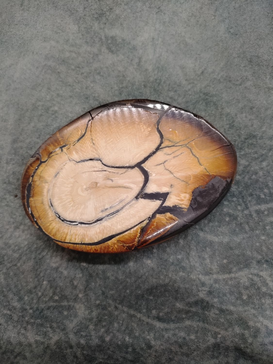 Mammoth Ivory Cross Section 