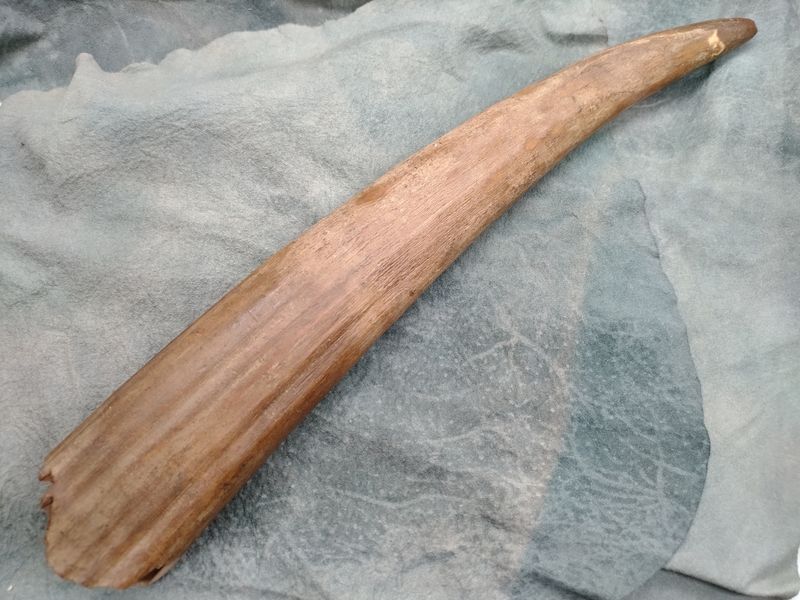 Fossil Walrus Tusk