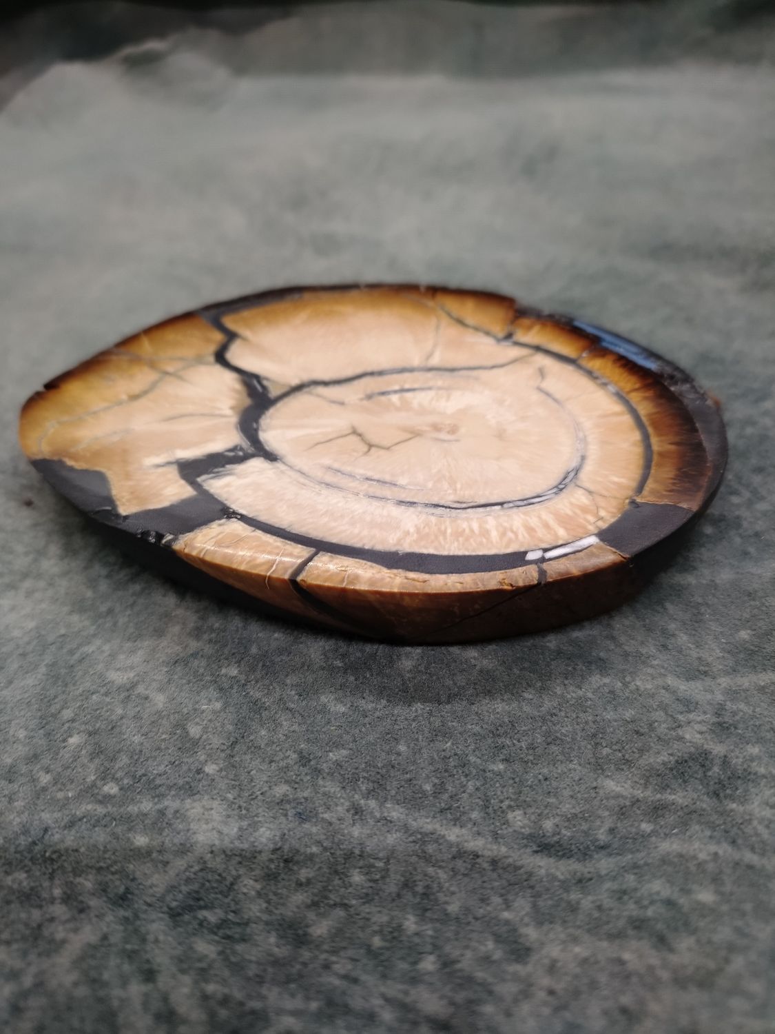 Mammoth Ivory Cross Section 
