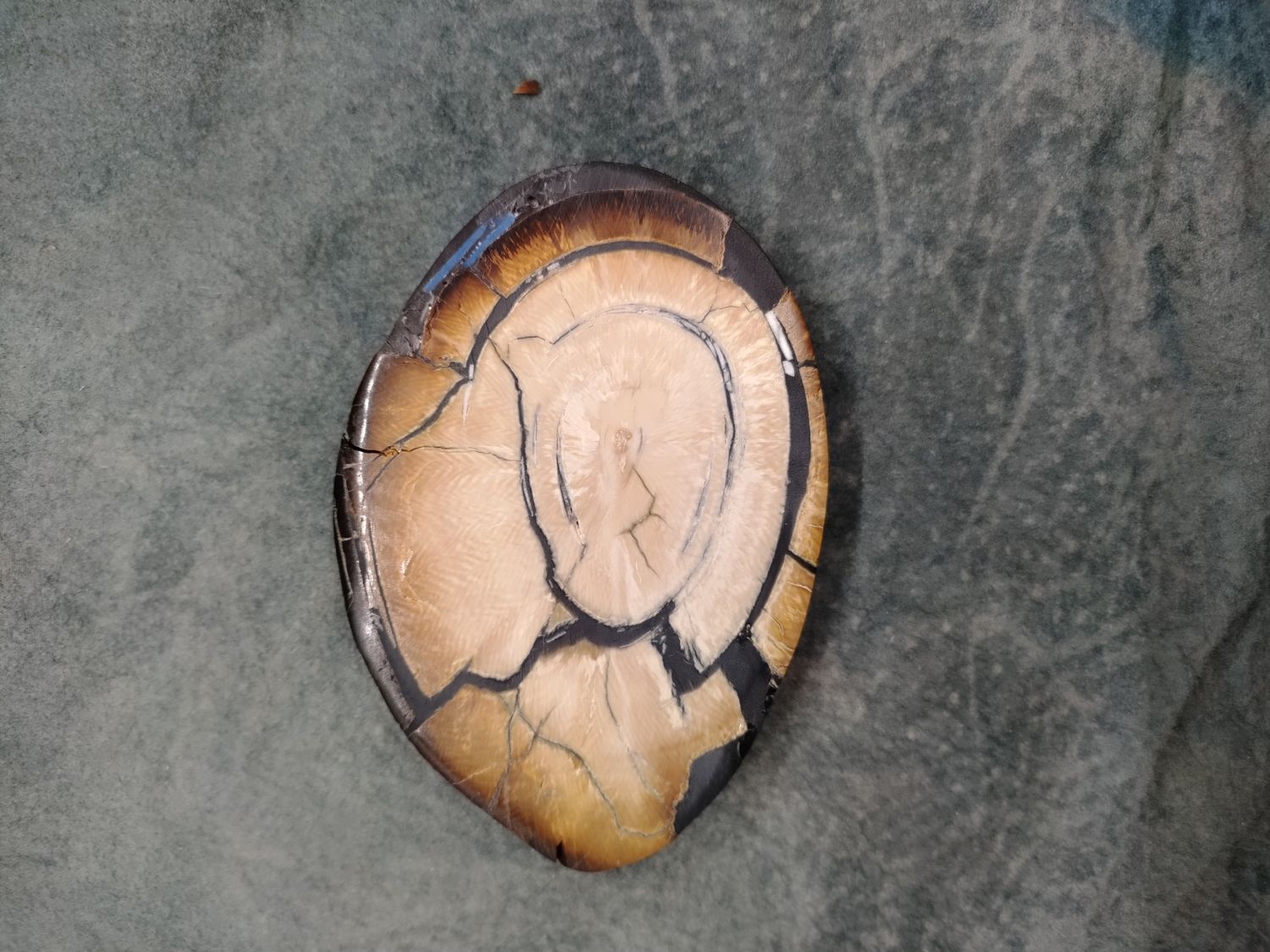 Mammoth Ivory Cross Section 