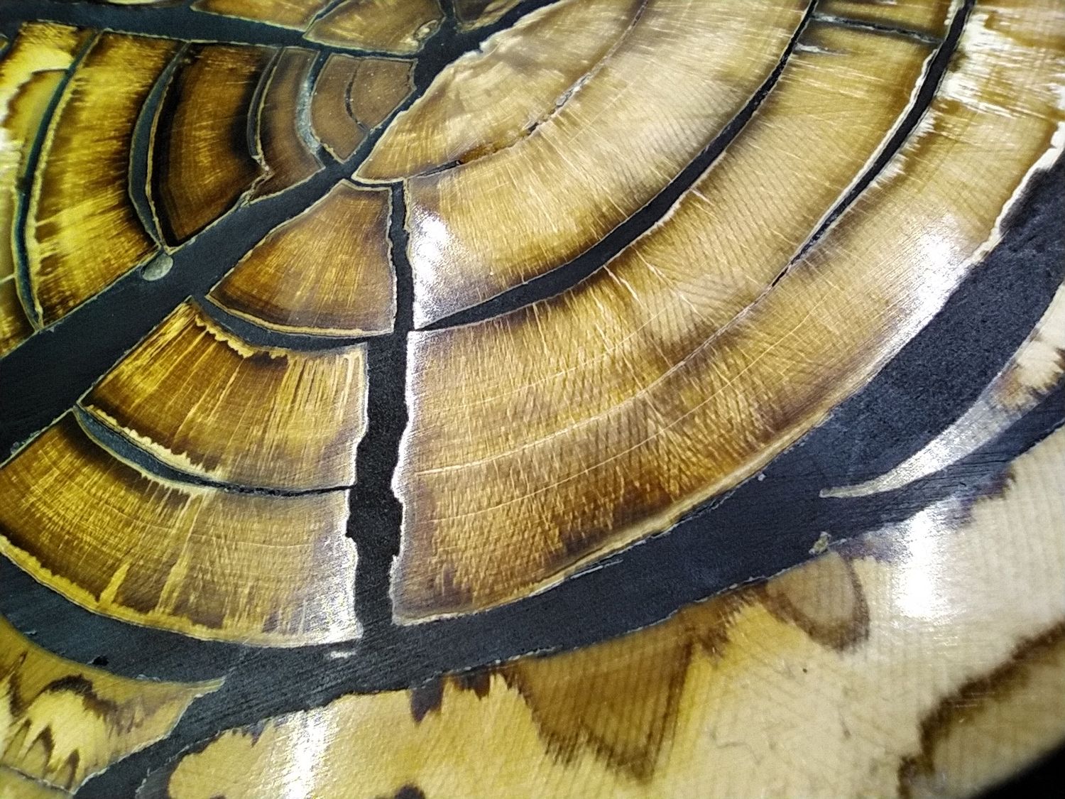 Mammoth Ivory Cross Section 