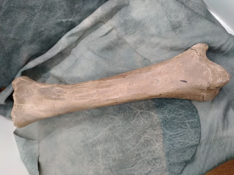Pleistocene Bison Leg Bone