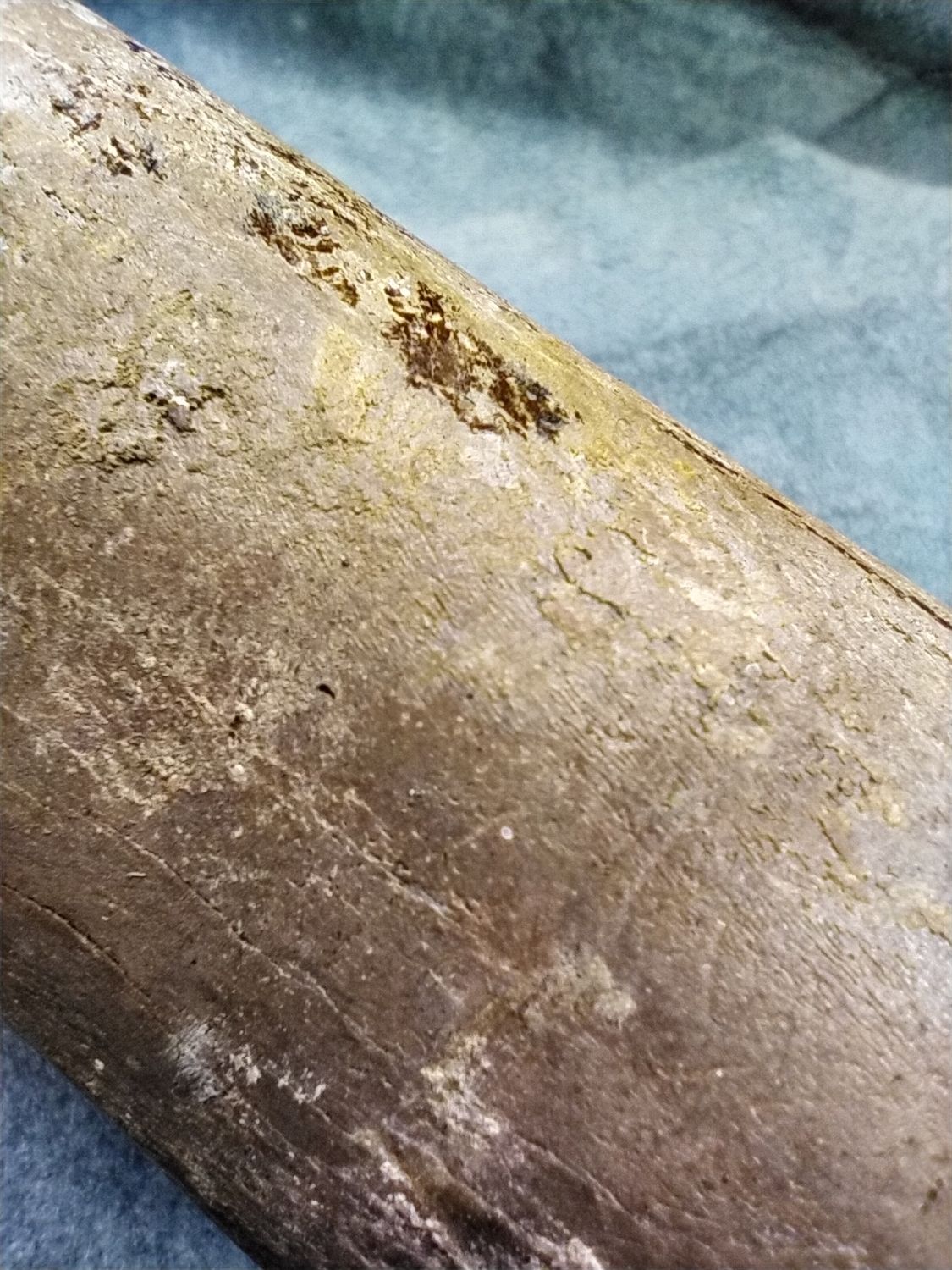 Pleistocene Bison Leg Bone