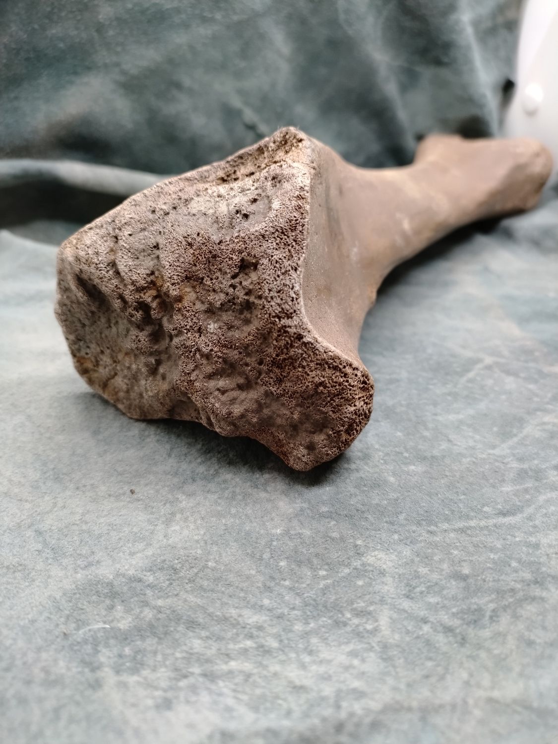 Pleistocene Bison Leg Bone