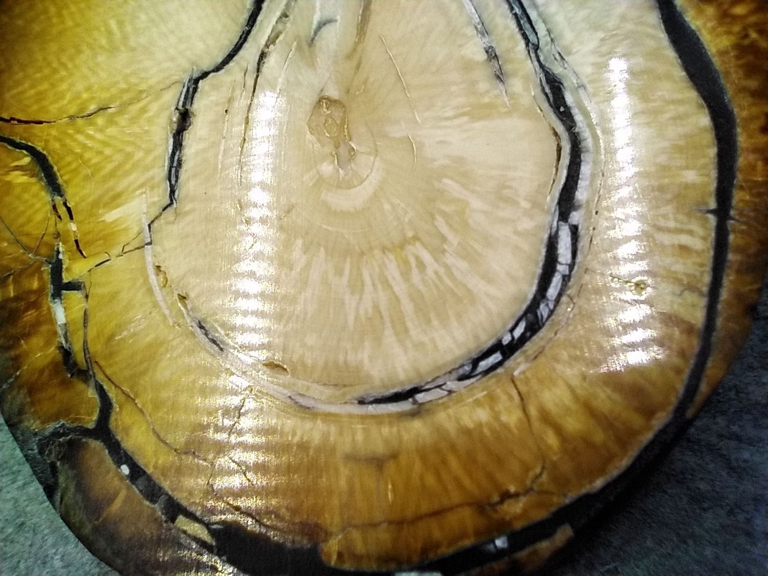 Mammoth Ivory Cross Section 