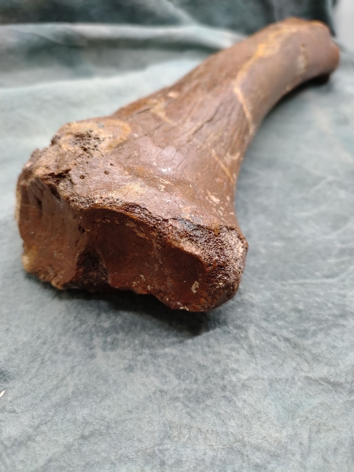 Pleistocene Bison Leg Bone