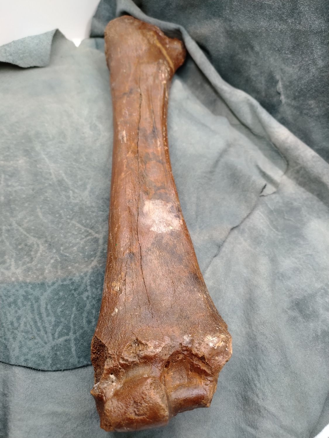 Pleistocene Bison Leg Bone