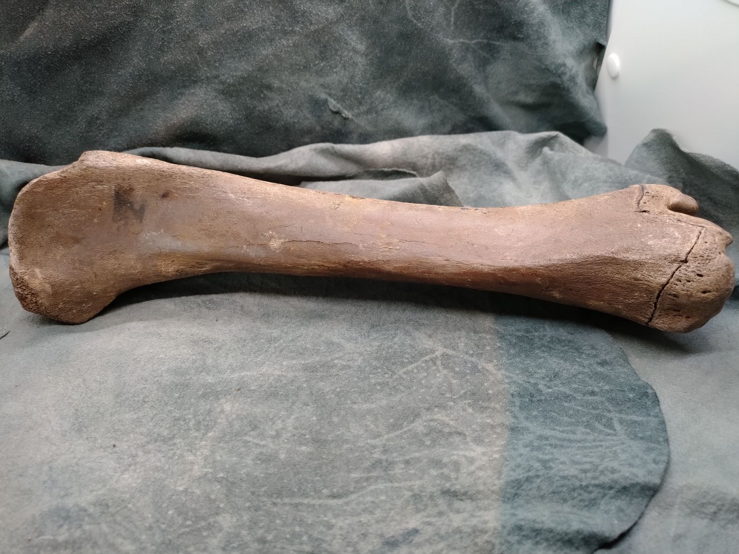 Pleistocene Bison Leg Bone
