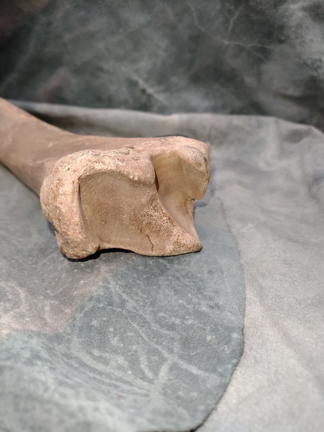 Pleistocene Bison Leg Bone