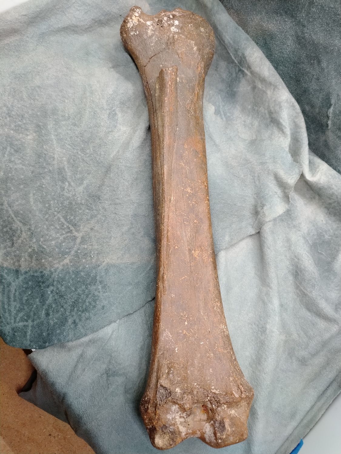 Pleistocene Bison Leg Bone