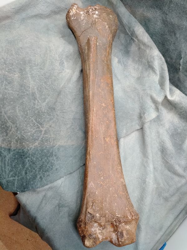 Pleistocene Bison Leg Bone