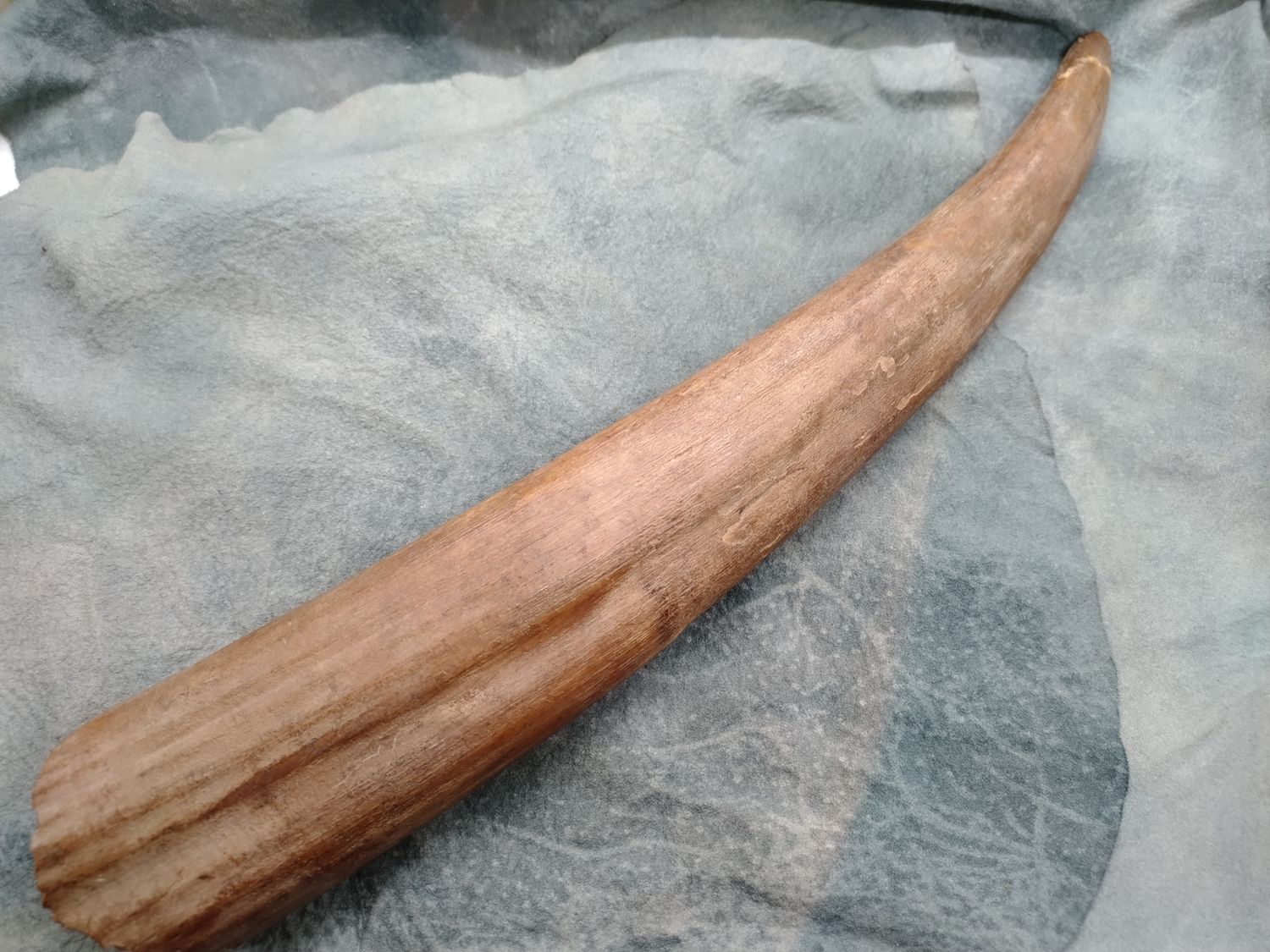 Fossil Walrus Tusk