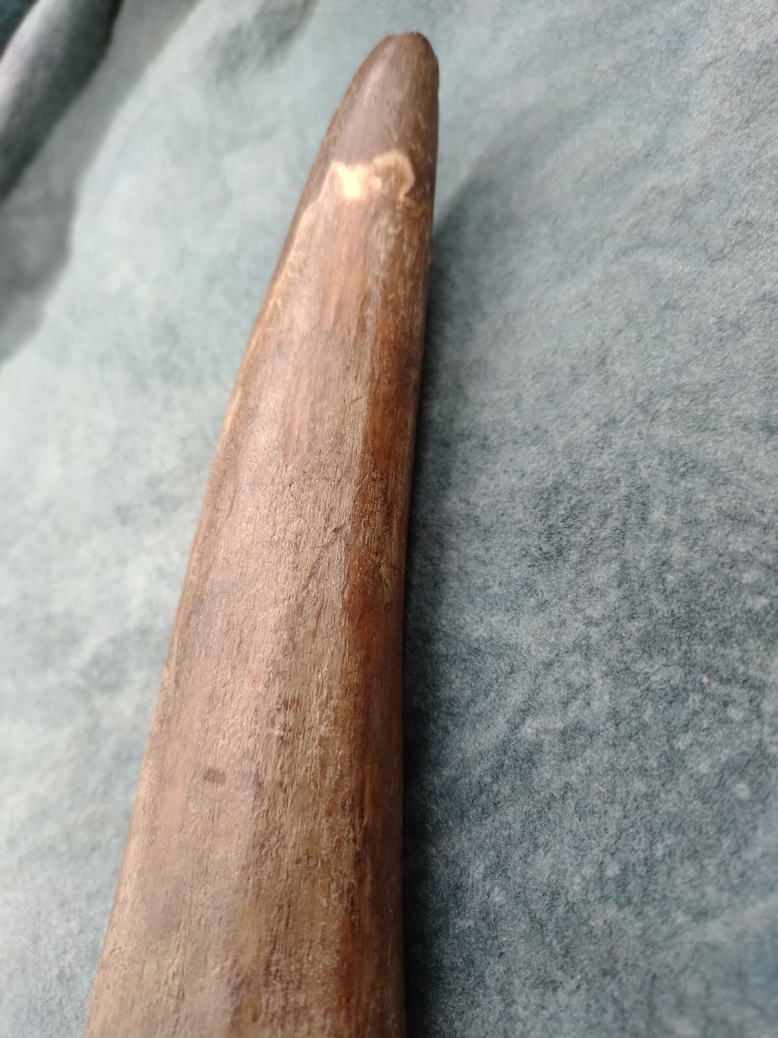 Fossil Walrus Tusk