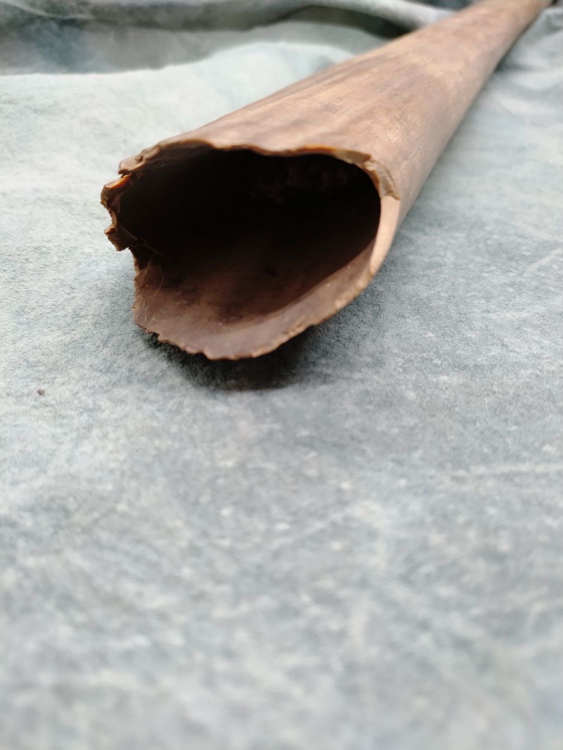 Fossil Walrus Tusk