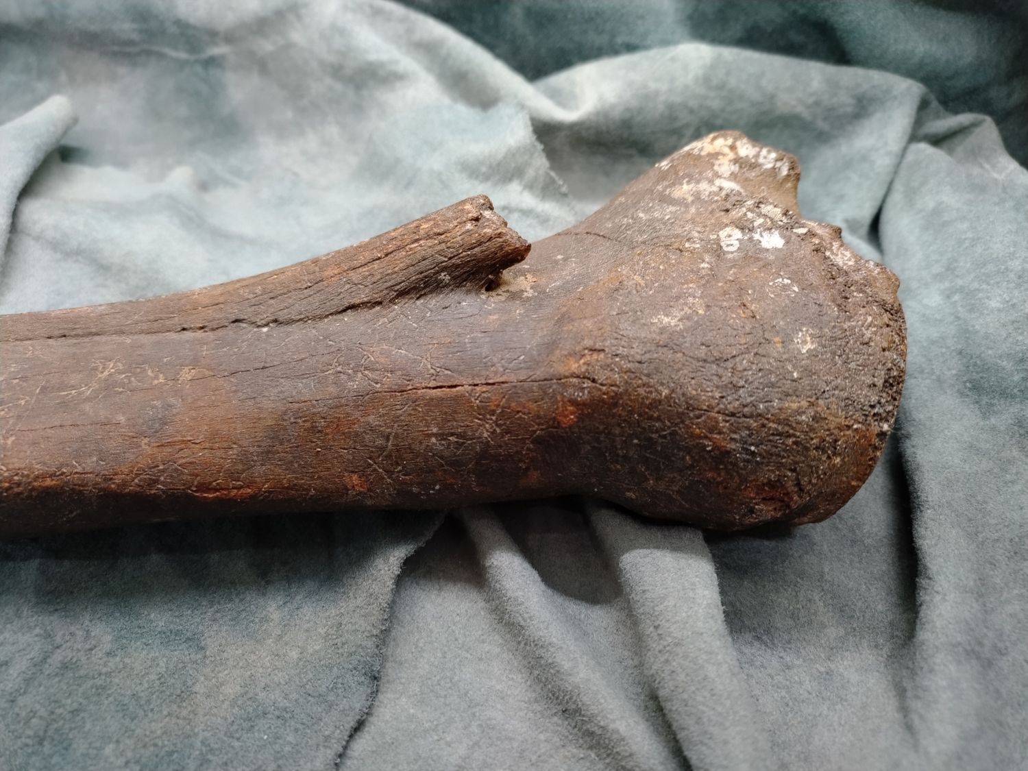 Pleistocene Bison Leg Bone