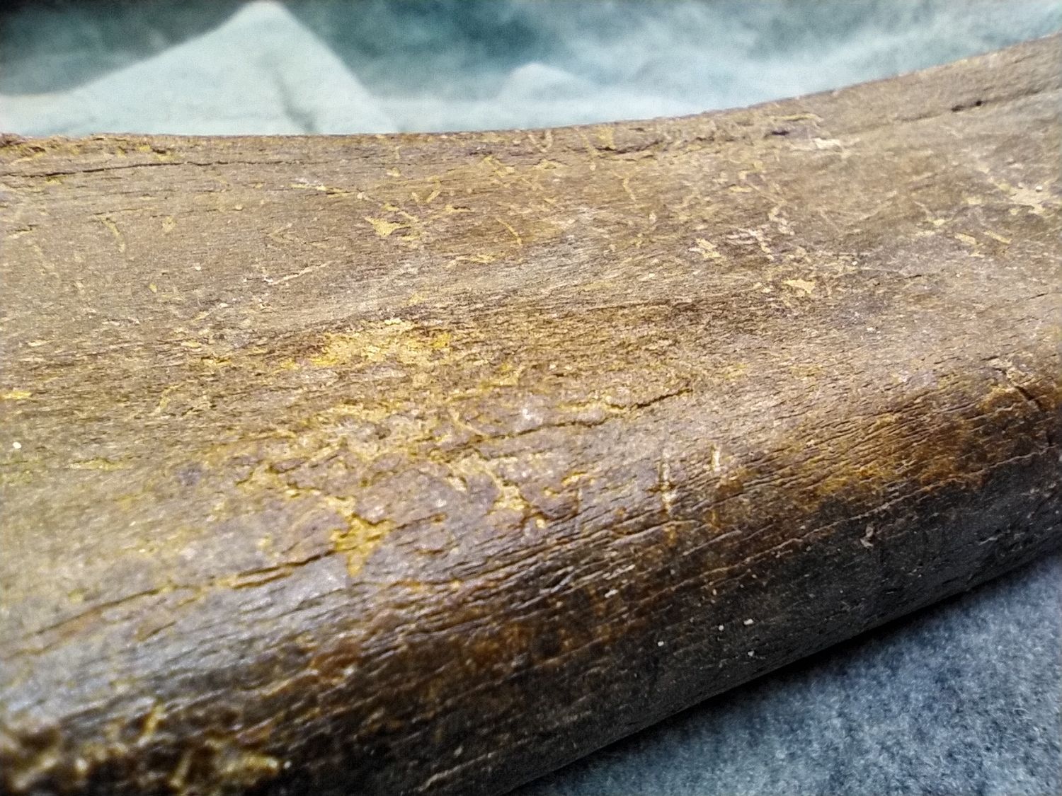 Pleistocene Bison Leg Bone
