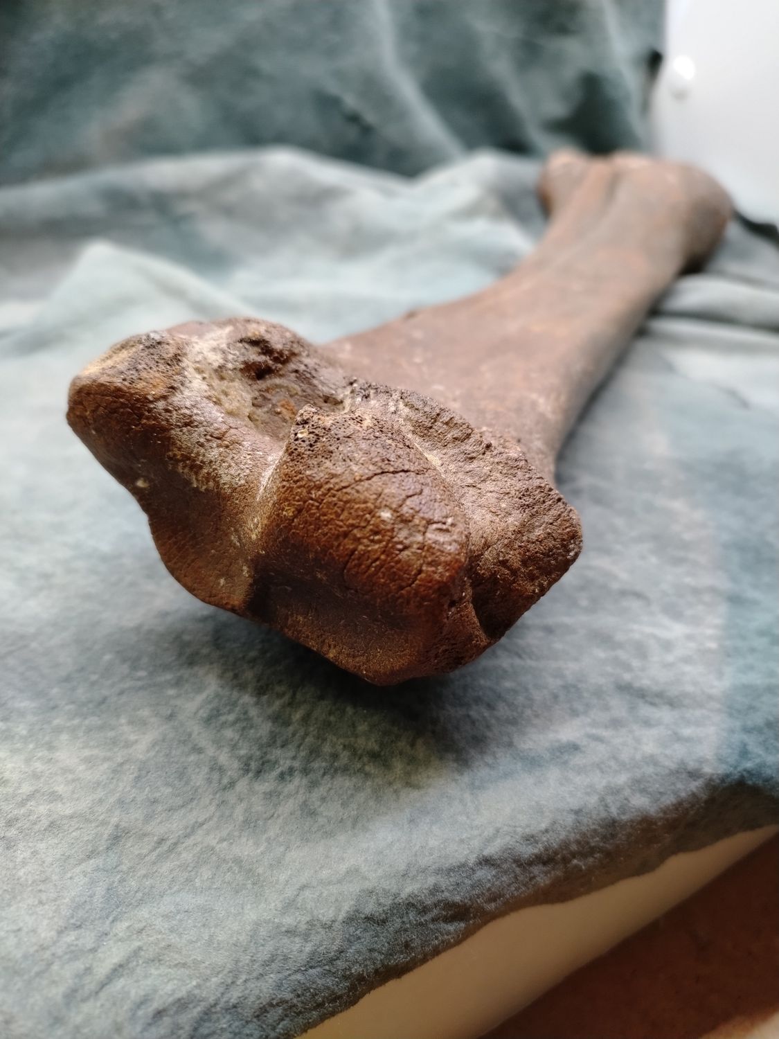 Pleistocene Bison Leg Bone