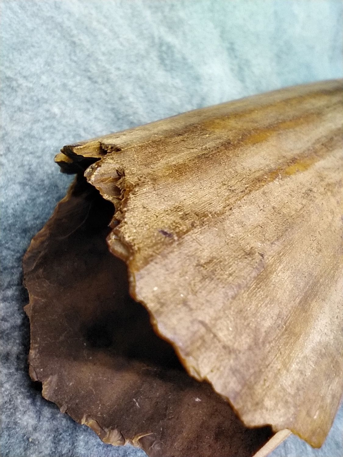 Fossil Walrus Tusk