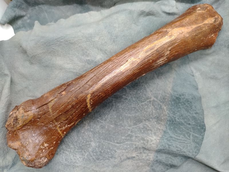 Pleistocene Bison Leg Bone