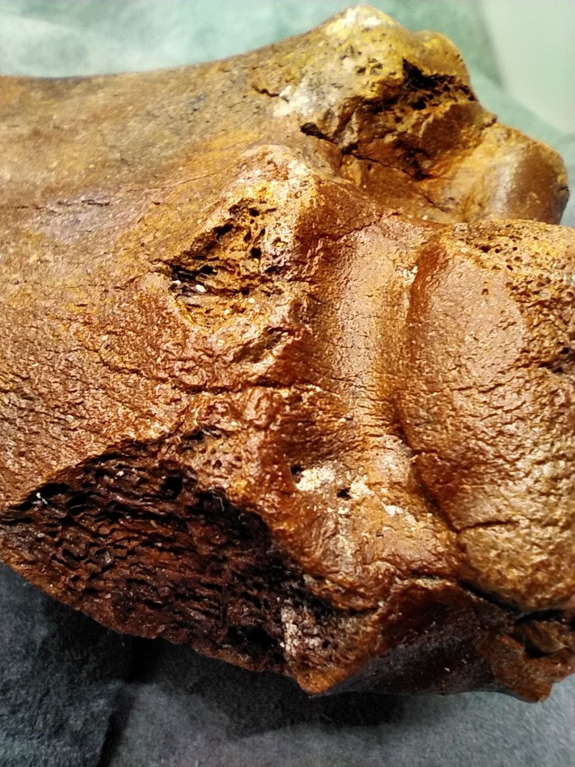 Pleistocene Bison Leg Bone