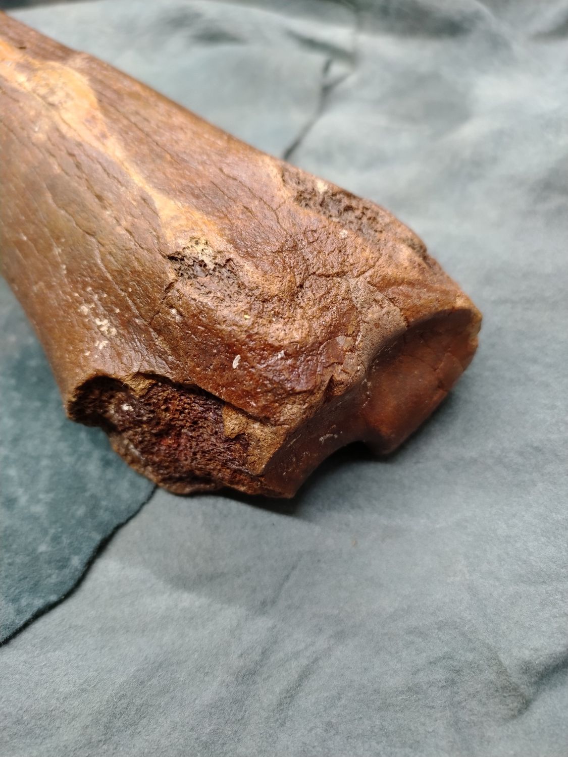 Pleistocene Bison Leg Bone